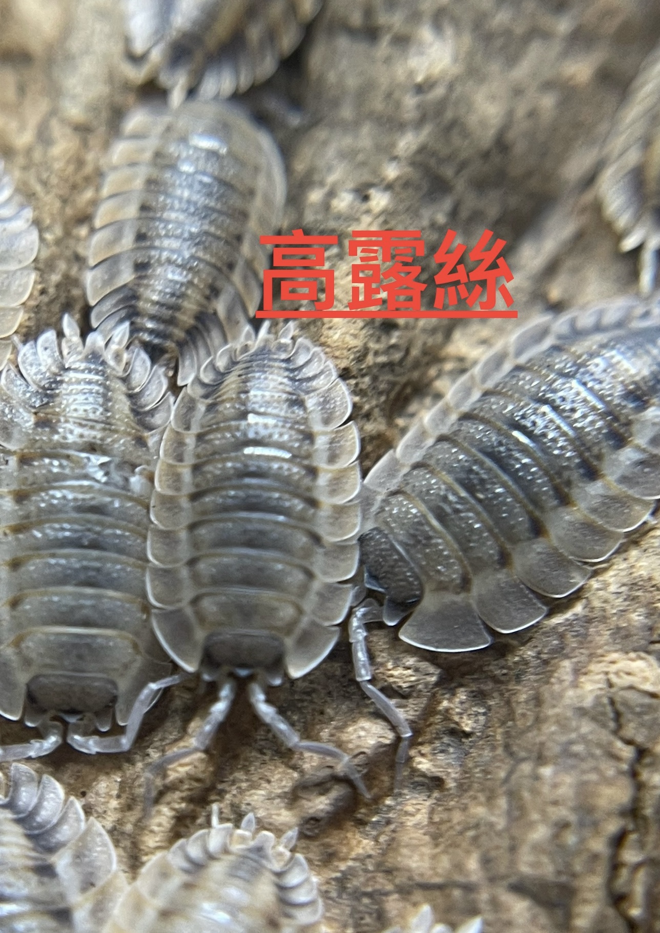 檸檬藍鼠婦